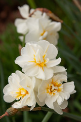 Fototapeta na wymiar ruffle daffodil