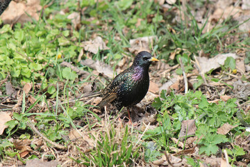 handsome starling meets spring in the park