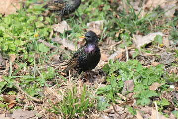 handsome starling