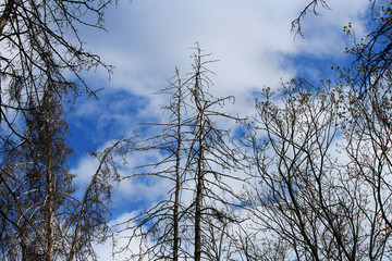 leafless trees in the park in early spring