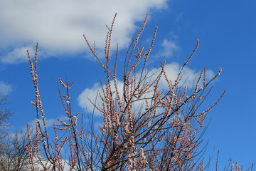 bright buds on a background of blue spring sky