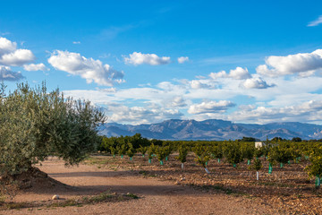 Fototapeta na wymiar Orangen und Oliven Plantagen in Spanien (Valencia)