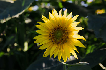 sunflower in the field