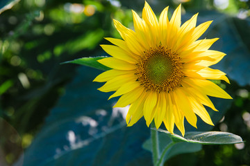 sunflower in the field