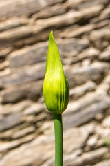 Agapanthus praecox amaryllidaceae (in german Schmucklilien)