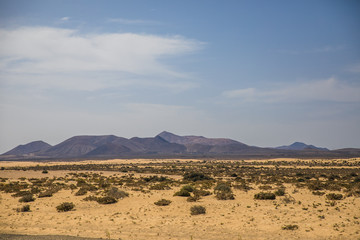 Fototapeta na wymiar desert landscape with palm trees