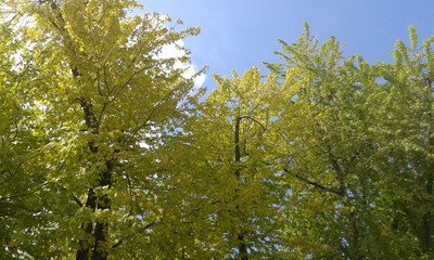 green leaves against the sky