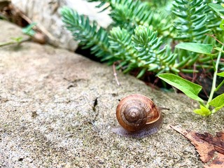 snail on the garden path