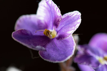 Violet flower on a dark background. Photographed close-up.