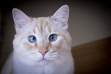 Light tan cat with blue eyes