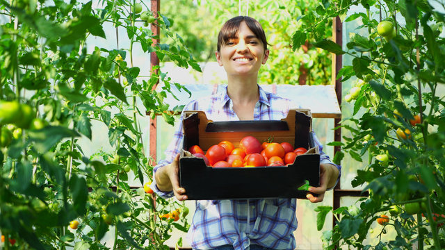 Portrait of a woman farmer in greenhouse with a box of tomatoes. Fresh vegetables concept, Eco food product plantation warmhouse