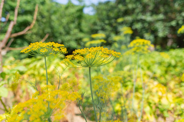 Obraz premium Spices and herbs. Umbrella blooming yellow dill flowers close-up.Vegetation is in the background. Concept of gardening and harvest