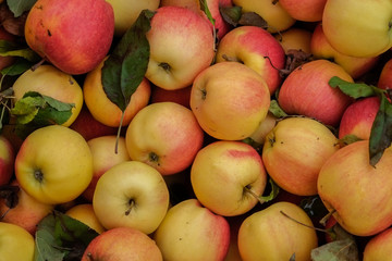 Close-up of pile of apples