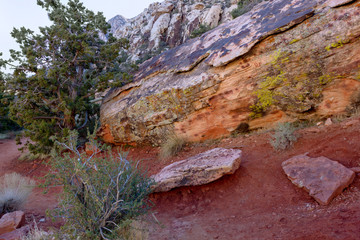 desert green red sand tree oasis landscape Red Rock Canyon National Conservation Area Nevada’s Mojave
