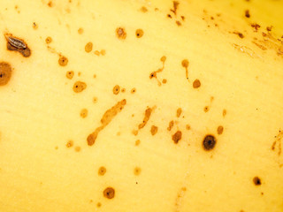 Canarian banana skin, close up