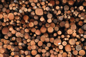 Large pile of cut logs