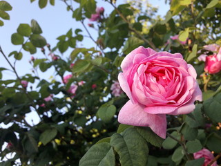 pink roses in garden