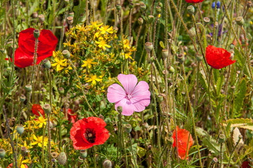 Fototapeta premium Coquelicots dans les champs