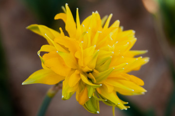 Yellow Rip Van Winkle daffodil