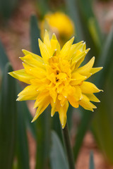 rip van winkle daffodil