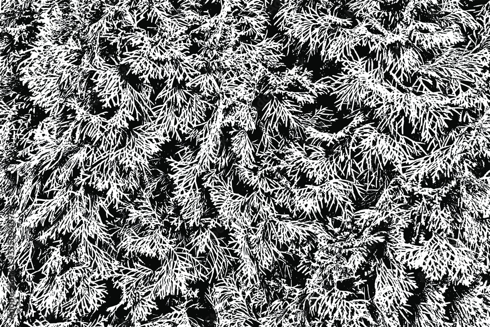 Poster grunge texture of the branches of the arborvitae. abstract monochrome background of the branches of 