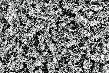 Grunge texture of the branches of the arborvitae. Abstract monochrome background of the branches of the arborvitae. Vector illustration. Overlay template