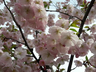 cherry tree blossom