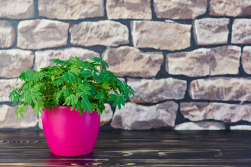 Fototapeta na wymiar mimosa pudica, sensitive plant in a pink pot on a wooden surface in front of a wall