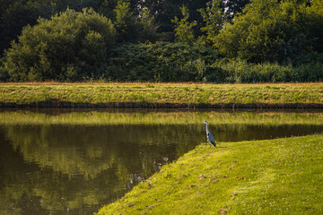 haron bird stiiing on the riverbank