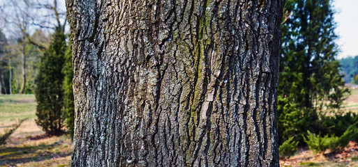 old poplar bark, daylighting, close-up, botanical garden in Minsk, backgrounds and textures, March 2020