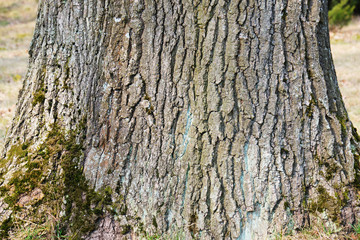 old poplar bark, daylighting, close-up, botanical garden in Minsk, backgrounds and textures, March 2020