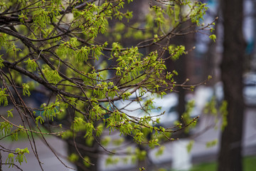 Appearance of leaves and earrings on the branches of a tree in the city. Spring time. Appearance of leaves on a maple. Close-up