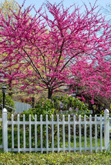 Blooming spring redbud tree with white picket fence in foreground.