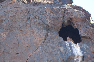 Common kestrel in the entrance of its nest. Timijiraque Protected Landscape. El Hierro. Canary Islands. Spain.	