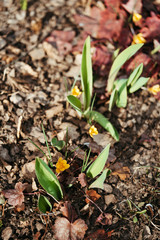 Green spring sprouts and primroses peep out from the ground. Spring floral background.