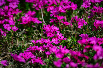 Obraz premium Pink phlox in the spring makes for a great natural ground covering