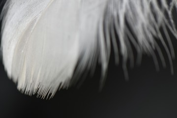 white feather on black