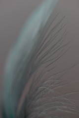 blue feather blurred macro background 