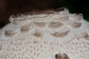 Cap detail of a shaggy parasol Chlorophyllum rhacodes. Integral Natural Reserve of Mencafete. El Hierro. Canary Islands. Spain.