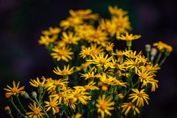 Closeup of Yellow Ragwort wildflowers found in the western part of North Carolina