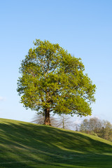Obraz premium Beautiful tree at spring time with a blue sky background. Evening time. 