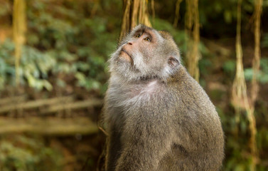 Monkey in a forest in Bali, Indonesia