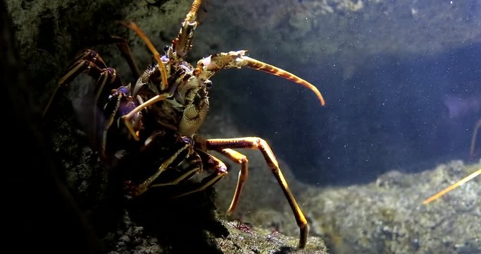 Langouste, aquarium de la Rochelle
