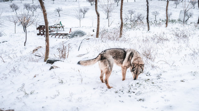 Lobo en olfateando la nieve en la montaña