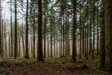 Fototapeta premium Backlit photograph of a forest in the rain