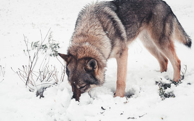 Lobo en olfateando la nieve en la montaña