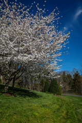 Obraz premium A Bradford Pear tree in bloom next to the walking trail