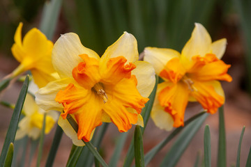 yellow orange flat lit cup