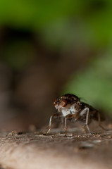 Fly Suillia setitarsis in the Integral Natural Reserve of Mencafete. El Hierro. Canary Islands. Spain.