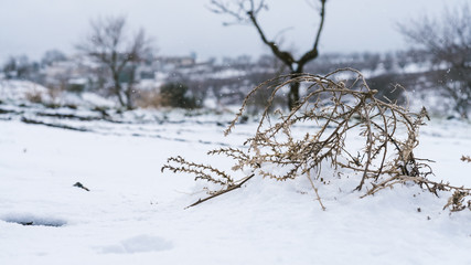 Fototapeta na wymiar Vegetacion muerta durante el invierno rodeada de nieve